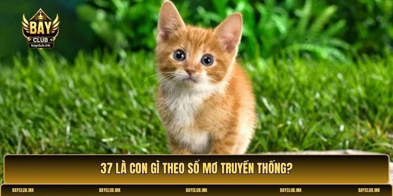 37 là con gì