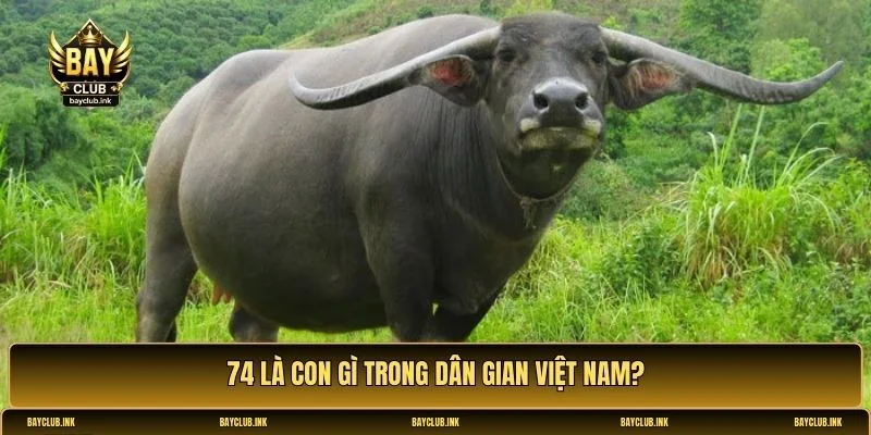 74 là con gì