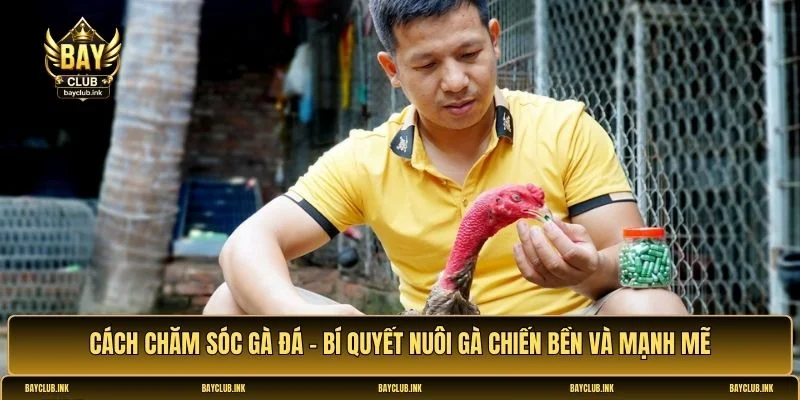 Cách chăm sóc gà đá