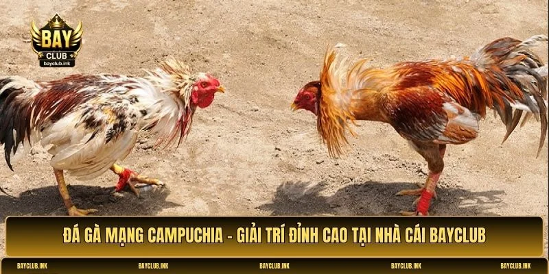 Đá gà mạng Campuchia