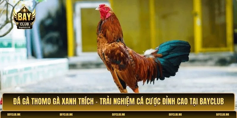 Đá gà Thomo gà xanh trích