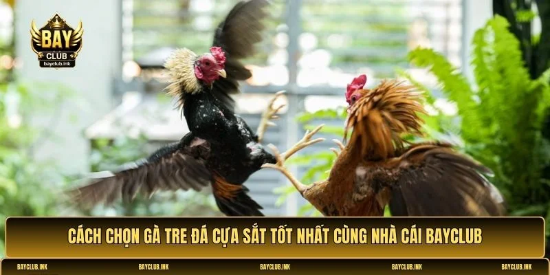 Gà tre đá cựa sắt