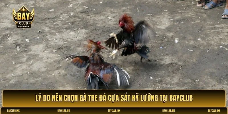 Gà tre đá cựa sắt