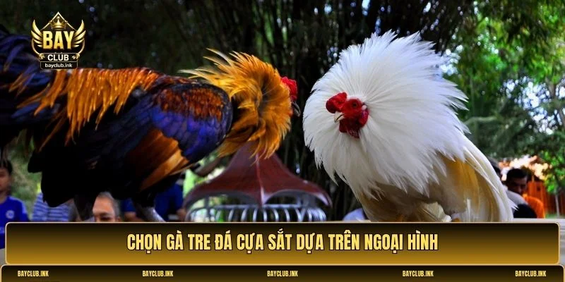 Gà tre đá cựa sắt