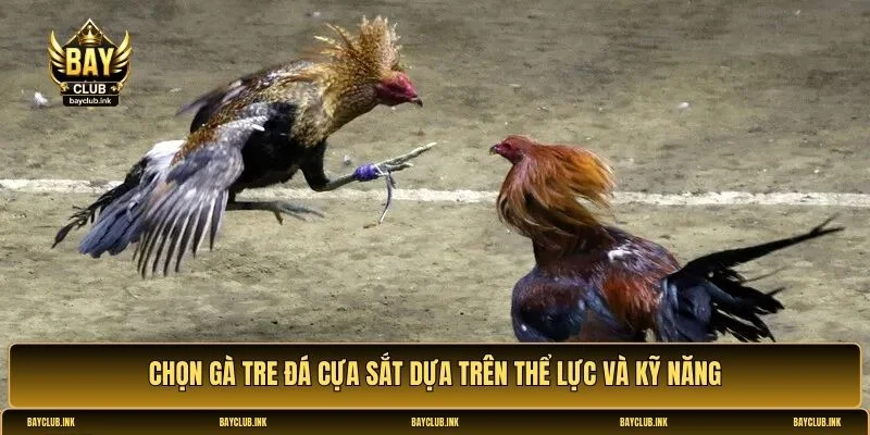 Gà tre đá cựa sắt