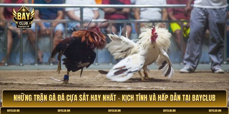 Những trận gà đá cựa sắt hay nhất